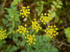 Lomatium serpentinum