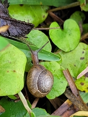 Bradybaena similaris