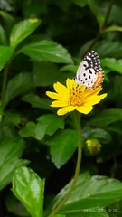 Talicada nyseus nyseus