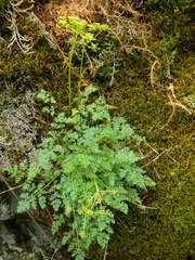 Lomatium serpentinum