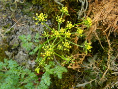 Lomatium serpentinum
