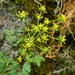 Snake Canyon Desert-Parsley - Photo (c) mhays, some rights reserved (CC BY-NC), uploaded by mhays