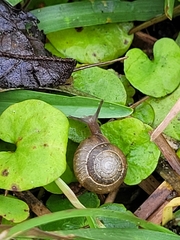 Bradybaena similaris