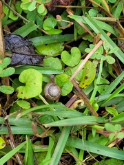 Bradybaena similaris
