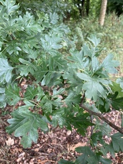 Crataegus monogyna