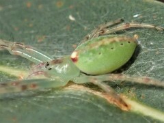Araneus talipedatus