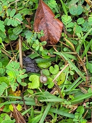 Bradybaena similaris