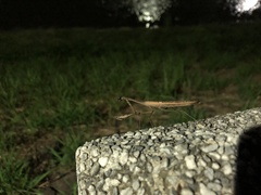 Mantodea