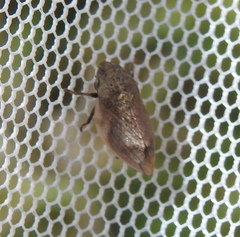 Lepyronia coleoptrata