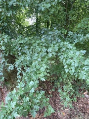 Crataegus monogyna
