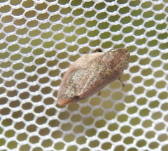 Lepyronia coleoptrata