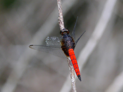 Red Jungle-skimmer