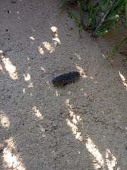 Lampyridae