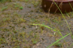 Oryza rufipogon