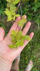 Rubus occidentalis