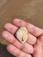 Mactra stultorum