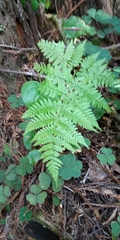 Dryopteris arguta