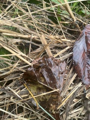 Eunemobius carolinus