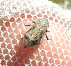 Lepyronia coleoptrata