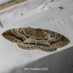 Cyclidia rectificata