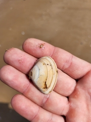 Mactra stultorum