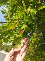 Quercus pubescens