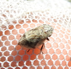 Lepyronia coleoptrata