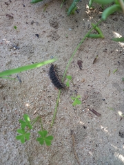 Lampyridae