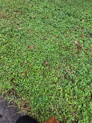 Bradybaena similaris
