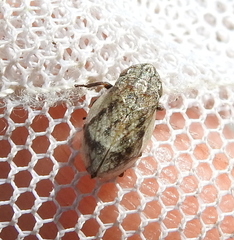 Lepyronia coleoptrata