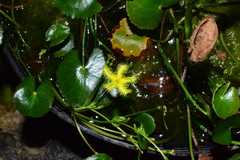 Nymphoides crenata