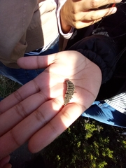 Lampyridae