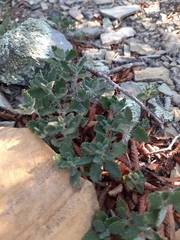 Teucrium chamaedrys nuchense