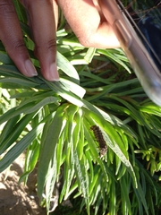 Lampyridae
