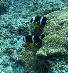 Amphiprion chrysogaster
