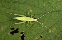 Oecanthus euryelytra
