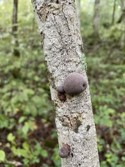 Daldinia childiae
