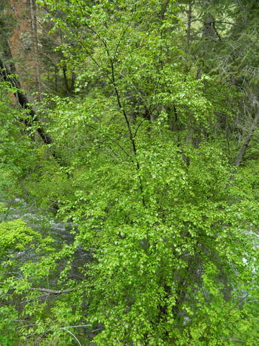 Betula X utahensis