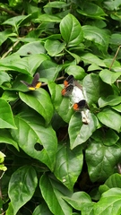 Talicada nyseus