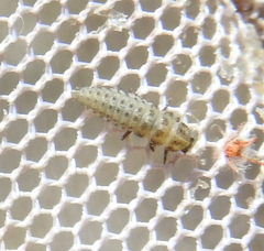 Coccinellidae