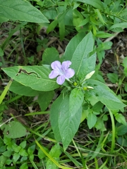 Ruellia