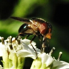 Copestylum vesicularium