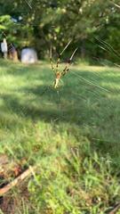 Trichonephila clavata