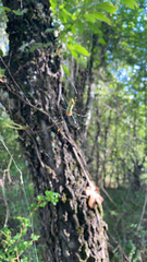 Trichonephila clavata