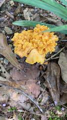 Cantharellus lateritius