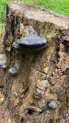 Phellinus igniarius