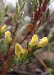 Gnidia juniperifolia