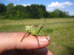 Tettigonia cantans