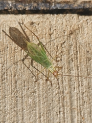 Oecanthus pini
