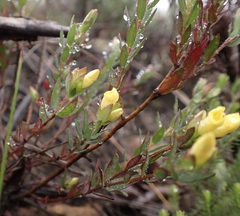 Gnidia juniperifolia